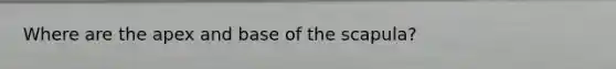 Where are the apex and base of the scapula?