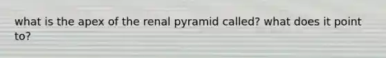 what is the apex of the renal pyramid called? what does it point to?