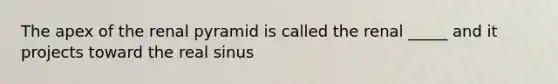 The apex of the renal pyramid is called the renal _____ and it projects toward the real sinus