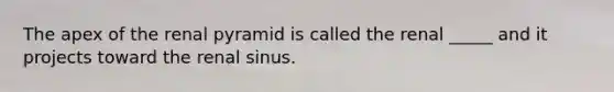 The apex of the renal pyramid is called the renal _____ and it projects toward the renal sinus.