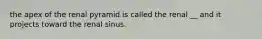 the apex of the renal pyramid is called the renal __ and it projects toward the renal sinus.