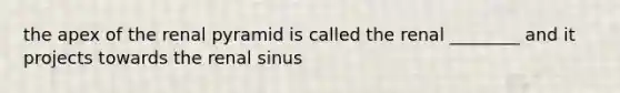 the apex of the renal pyramid is called the renal ________ and it projects towards the renal sinus