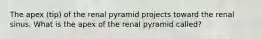 The apex (tip) of the renal pyramid projects toward the renal sinus. What is the apex of the renal pyramid called?