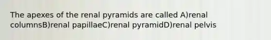 The apexes of the renal pyramids are called A)renal columnsB)renal papillaeC)renal pyramidD)renal pelvis