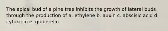 The apical bud of a pine tree inhibits the growth of lateral buds through the production of a. ethylene b. auxin c. abscisic acid d. cytokinin e. gibberelin