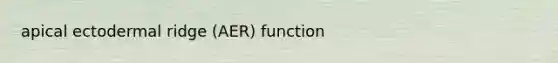 apical ectodermal ridge (AER) function