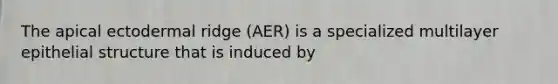 The apical ectodermal ridge (AER) is a specialized multilayer epithelial structure that is induced by