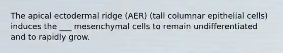 The apical ectodermal ridge (AER) (tall columnar epithelial cells) induces the ___ mesenchymal cells to remain undifferentiated and to rapidly grow.