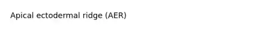 Apical ectodermal ridge (AER)