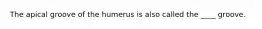 The apical groove of the humerus is also called the ____ groove.