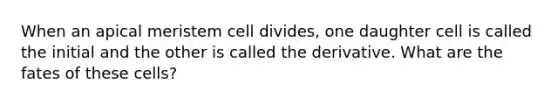 When an apical meristem cell divides, one daughter cell is called the initial and the other is called the derivative. What are the fates of these cells?