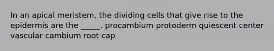 In an apical meristem, the dividing cells that give rise to the epidermis are the _____. procambium protoderm quiescent center vascular cambium root cap