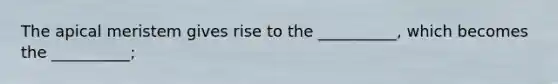 The apical meristem gives rise to the __________, which becomes the __________;