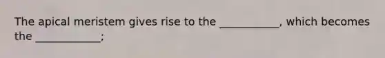 The apical meristem gives rise to the ___________, which becomes the ____________;