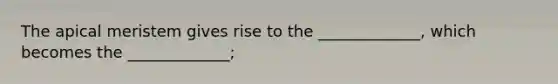 The apical meristem gives rise to the _____________, which becomes the _____________;