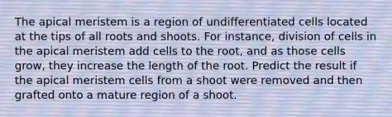 The apical meristem is a region of undifferentiated cells located at the tips of all roots and shoots. For instance, division of cells in the apical meristem add cells to the root, and as those cells grow, they increase the length of the root. Predict the result if the apical meristem cells from a shoot were removed and then grafted onto a mature region of a shoot.