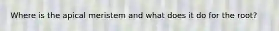Where is the apical meristem and what does it do for the root?