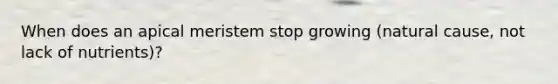 When does an apical meristem stop growing (natural cause, not lack of nutrients)?