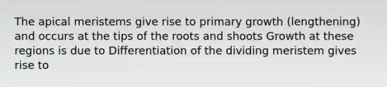 The apical meristems give rise to primary growth (lengthening) and occurs at the tips of the roots and shoots Growth at these regions is due to Differentiation of the dividing meristem gives rise to