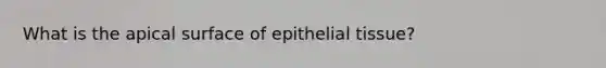 What is the apical surface of <a href='https://www.questionai.com/knowledge/k7dms5lrVY-epithelial-tissue' class='anchor-knowledge'>epithelial tissue</a>?