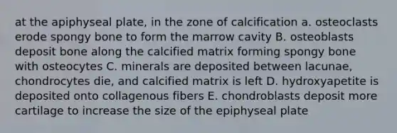 at the apiphyseal plate, in the zone of calcification a. osteoclasts erode spongy bone to form the marrow cavity B. osteoblasts deposit bone along the calcified matrix forming spongy bone with osteocytes C. minerals are deposited between lacunae, chondrocytes die, and calcified matrix is left D. hydroxyapetite is deposited onto collagenous fibers E. chondroblasts deposit more cartilage to increase the size of the epiphyseal plate