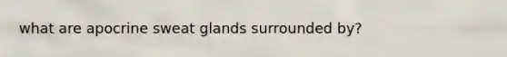 what are apocrine sweat glands surrounded by?