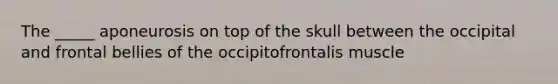 The _____ aponeurosis on top of the skull between the occipital and frontal bellies of the occipitofrontalis muscle