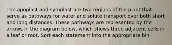 The apoplast and symplast are two regions of the plant that serve as pathways for water and solute transport over both short and long distances. These pathways are represented by the arrows in the diagram below, which shows three adjacent cells in a leaf or root. Sort each statement into the appropriate bin.