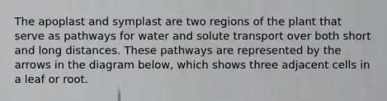 The apoplast and symplast are two regions of the plant that serve as pathways for water and solute transport over both short and long distances. These pathways are represented by the arrows in the diagram below, which shows three adjacent cells in a leaf or root.