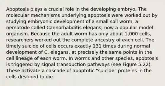 Apoptosis plays a crucial role in the developing embryo. The molecular mechanisms underlying apoptosis were worked out by studying embryonic development of a small soil worm, a nematode called Caenorhabditis elegans, now a popular model organism. Because the adult worm has only about 1,000 cells, researchers worked out the complete ancestry of each cell. The timely suicide of cells occurs exactly 131 times during normal development of C. elegans, at precisely the same points in the cell lineage of each worm. In worms and other species, apoptosis is triggered by signal transduction pathways (see Figure 5.22). These activate a cascade of apoptotic "suicide" proteins in the cells destined to die.