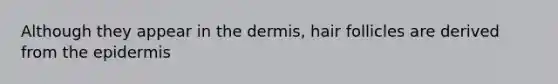 Although they appear in the dermis, hair follicles are derived from the epidermis