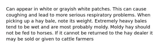 Can appear in white or grayish white patches. This can cause coughing and lead to more serious respiratory problems. When picking up a hay bale, note its weight. Extremely heavy bales tend to be wet and are most probably moldy. Moldy hay should not be fed to horses. If it cannot be returned to the hay dealer it may be sold or given to cattle farmers