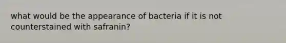 what would be the appearance of bacteria if it is not counterstained with safranin?