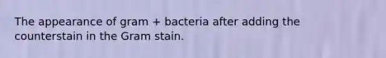 The appearance of gram + bacteria after adding the counterstain in the <a href='https://www.questionai.com/knowledge/kRRIXBW3v0-gram-stain' class='anchor-knowledge'>gram stain</a>.