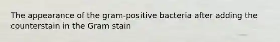 The appearance of the gram-positive bacteria after adding the counterstain in the Gram stain