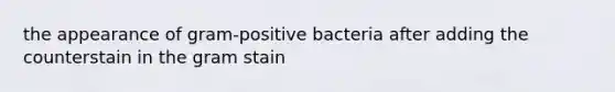 the appearance of gram-positive bacteria after adding the counterstain in the gram stain