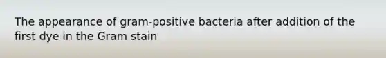 The appearance of gram-positive bacteria after addition of the first dye in the Gram stain