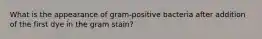 What is the appearance of gram-positive bacteria after addition of the first dye in the gram stain?