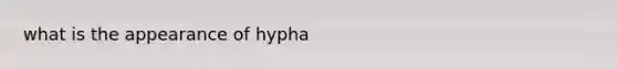 what is the appearance of hypha