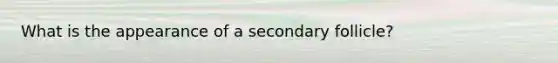 What is the appearance of a secondary follicle?