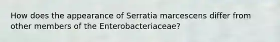 How does the appearance of Serratia marcescens differ from other members of the Enterobacteriaceae?