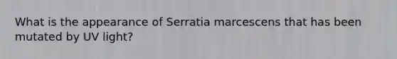 What is the appearance of Serratia marcescens that has been mutated by UV light?