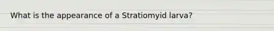 What is the appearance of a Stratiomyid larva?