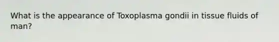 What is the appearance of Toxoplasma gondii in tissue fluids of man?