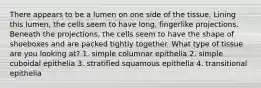 There appears to be a lumen on one side of the tissue. Lining this lumen, the cells seem to have long, fingerlike projections. Beneath the projections, the cells seem to have the shape of shoeboxes and are packed tightly together. What type of tissue are you looking at? 1. simple columnar epithelia 2. simple cuboidal epithelia 3. stratified squamous epithelia 4. transitional epithelia