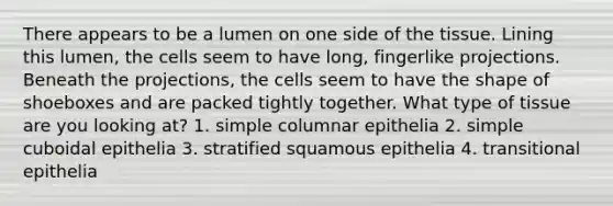 There appears to be a lumen on one side of the tissue. Lining this lumen, the cells seem to have long, fingerlike projections. Beneath the projections, the cells seem to have the shape of shoeboxes and are packed tightly together. What type of tissue are you looking at? 1. simple columnar epithelia 2. simple cuboidal epithelia 3. stratified squamous epithelia 4. transitional epithelia