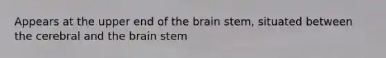 Appears at the upper end of the brain stem, situated between the cerebral and the brain stem