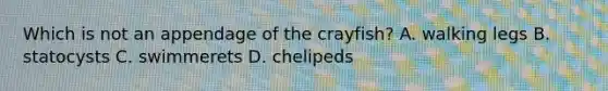 Which is not an appendage of the crayfish? A. walking legs B. statocysts C. swimmerets D. chelipeds