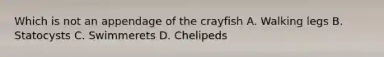 Which is not an appendage of the crayfish A. Walking legs B. Statocysts C. Swimmerets D. Chelipeds