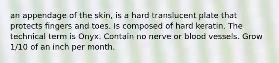 an appendage of the skin, is a hard translucent plate that protects fingers and toes. Is composed of hard keratin. The technical term is Onyx. Contain no nerve or blood vessels. Grow 1/10 of an inch per month.